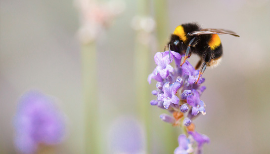 BNP Paribas over biodiversiteit: ‘Weet wat je verliest’